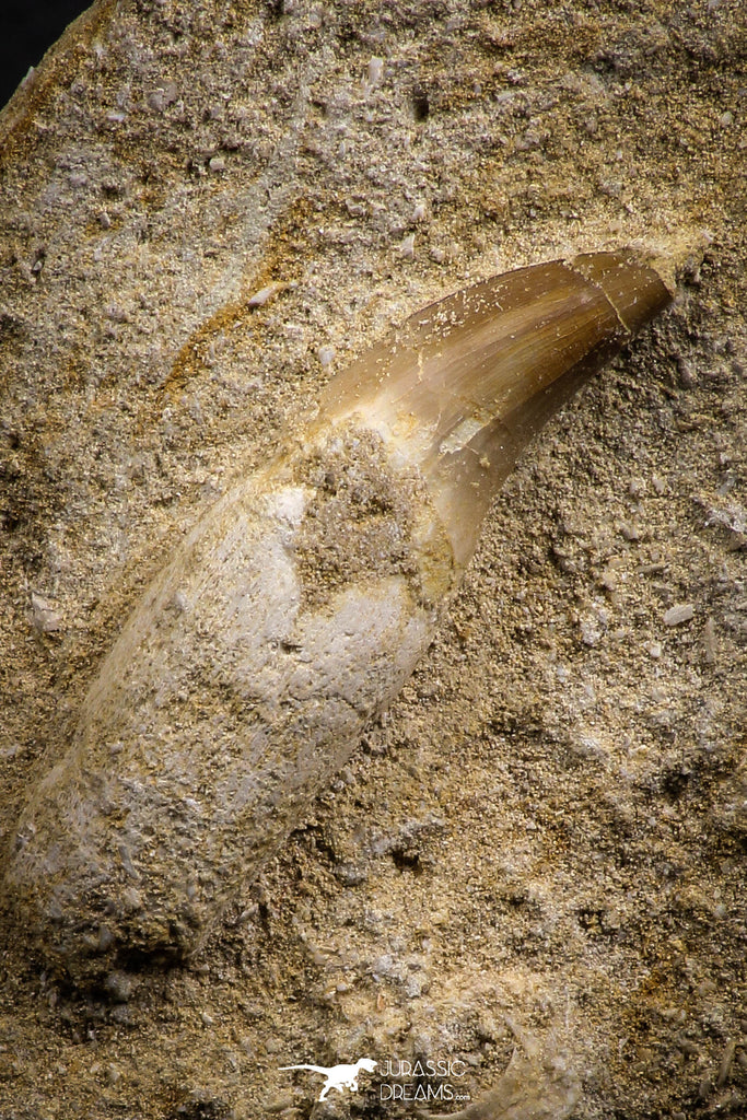07841 - Well Preserved 1.95 Inch Eremiasaurus heterodontus (Mosasaur) Rooted Tooth
