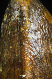 05054 - Top Rare 0.70 Inch Hamadasuchus rebouli Crocodile Tooth Cretaceous KemKem Beds
