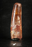 88269 - Top Quality Red 2.24 Inch Spinosaurus Dinosaur Tooth Cretaceous
