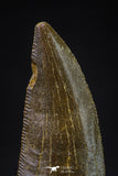 20594 - Top Beautiful 1.00 Inch Serrated Abelisaur Dinosaur Tooth Cretaceous KemKem Beds