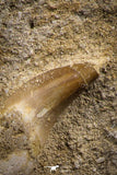 07841 - Well Preserved 1.95 Inch Eremiasaurus heterodontus (Mosasaur) Rooted Tooth