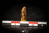 08133 - Beautiful 0.82 Inch Rebbachisaurus Diplodocoid Sauropod Dinosaur Tooth