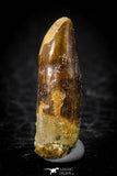 08133 - Beautiful 0.82 Inch Rebbachisaurus Diplodocoid Sauropod Dinosaur Tooth