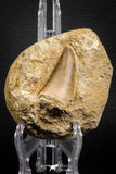 07842 - Top Huge 2.01 Inch Mosasaur (Prognathodon anceps) Tooth in Matrix Late Cretaceous