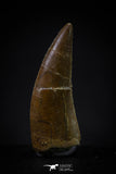 20595 - Finest Quality 0.94 Inch Abelisaur Dinosaur Tooth Cretaceous KemKem Beds