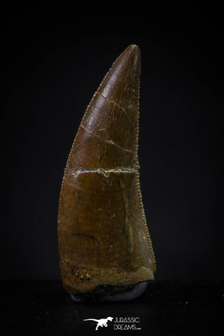 20595 - Finest Quality 0.94 Inch Abelisaur Dinosaur Tooth Cretaceous KemKem Beds