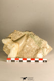 30767 - Well Preserved 3.09 Inch Otodus obliquus Shark Tooth in Matrix Paleocene