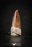 88281 - Top Quality Red 1.06 Inch Spinosaurus Dinosaur Tooth Cretaceous