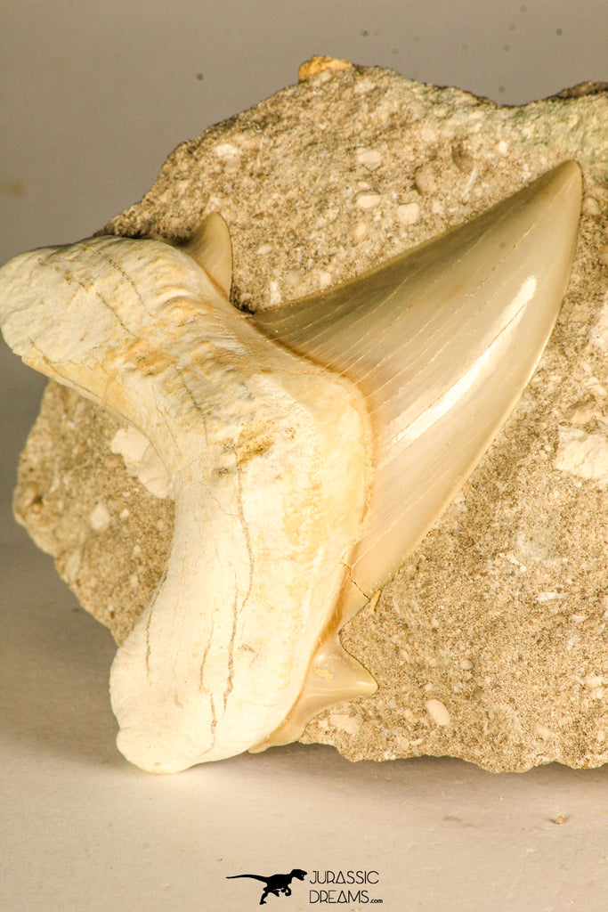 30767 - Well Preserved 3.09 Inch Otodus obliquus Shark Tooth in Matrix Paleocene