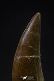 20595 - Finest Quality 0.94 Inch Abelisaur Dinosaur Tooth Cretaceous KemKem Beds