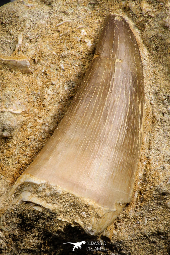 07842 - Top Huge 2.01 Inch Mosasaur (Prognathodon anceps) Tooth in Matrix Late Cretaceous