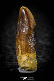 08133 - Beautiful 0.82 Inch Rebbachisaurus Diplodocoid Sauropod Dinosaur Tooth