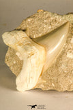 30767 - Well Preserved 3.09 Inch Otodus obliquus Shark Tooth in Matrix Paleocene