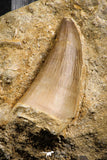 07842 - Top Huge 2.01 Inch Mosasaur (Prognathodon anceps) Tooth in Matrix Late Cretaceous