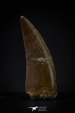20595 - Finest Quality 0.94 Inch Abelisaur Dinosaur Tooth Cretaceous KemKem Beds