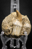 07843 - Top Huge 2.35 Inch Mosasaur (Prognathodon anceps) Rooted Tooth in Matrix Late Cretaceous