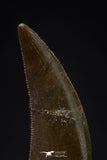 20595 - Finest Quality 0.94 Inch Abelisaur Dinosaur Tooth Cretaceous KemKem Beds