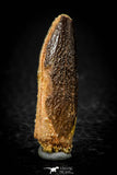 08134 -  Top Beautiful 1.41 Inch Rebbachisaurus Diplodocoid Sauropod Dinosaur Tooth