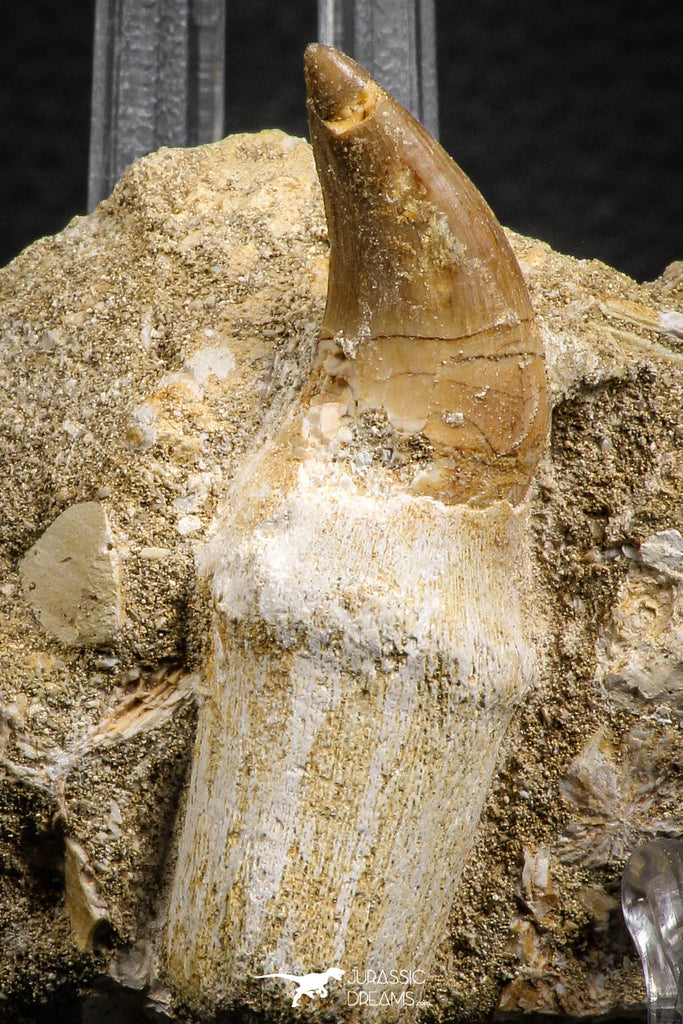 07843 - Top Huge 2.35 Inch Mosasaur (Prognathodon anceps) Rooted Tooth in Matrix Late Cretaceous