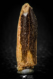 08134 -  Top Beautiful 1.41 Inch Rebbachisaurus Diplodocoid Sauropod Dinosaur Tooth