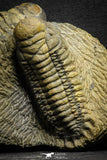 22049 - Top Rare Association 2 Crotalocephalina gibbus Lower Devonian Trilobites