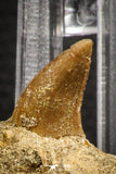 07843 - Top Huge 2.35 Inch Mosasaur (Prognathodon anceps) Rooted Tooth in Matrix Late Cretaceous