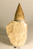 30768 - Top Huge 3.41 Inch Otodus obliquus Shark Tooth in Matrix Paleocene