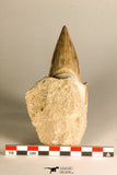 30768 - Top Huge 3.41 Inch Otodus obliquus Shark Tooth in Matrix Paleocene