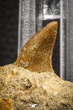 07843 - Top Huge 2.35 Inch Mosasaur (Prognathodon anceps) Rooted Tooth in Matrix Late Cretaceous