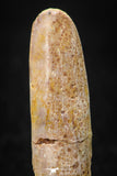 08135 - Beautiful 1.59 Inch Rebbachisaurus Diplodocoid Sauropod Dinosaur Tooth