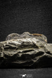 22050 - Top Rare Struveaspis bignoni Middle Devonian Trilobite