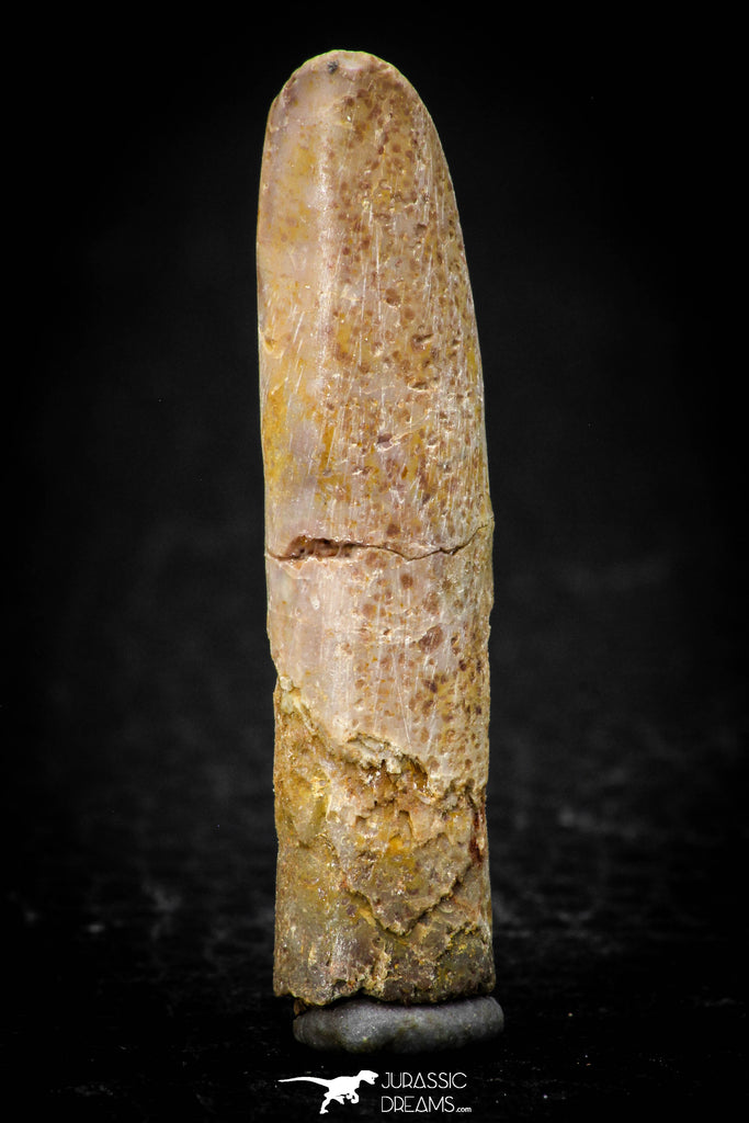 08135 - Beautiful 1.59 Inch Rebbachisaurus Diplodocoid Sauropod Dinosaur Tooth