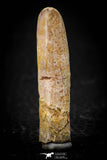 08135 - Beautiful 1.59 Inch Rebbachisaurus Diplodocoid Sauropod Dinosaur Tooth