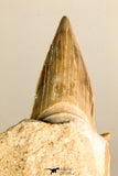 30768 - Top Huge 3.41 Inch Otodus obliquus Shark Tooth in Matrix Paleocene