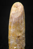 08135 - Beautiful 1.59 Inch Rebbachisaurus Diplodocoid Sauropod Dinosaur Tooth