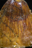05056 - Top Rare 0.55 Inch Hamadasuchus rebouli Crocodile Tooth Cretaceous KemKem Beds
