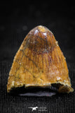05056 - Top Rare 0.55 Inch Hamadasuchus rebouli Crocodile Tooth Cretaceous KemKem Beds
