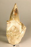 30768 - Top Huge 3.41 Inch Otodus obliquus Shark Tooth in Matrix Paleocene