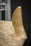 07844 - Rare 1.78 Inch Mosasaurus hoffmanni Tooth on Matrix Late Cretaceous