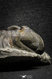 22050 - Top Rare Struveaspis bignoni Middle Devonian Trilobite
