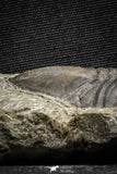 22050 - Top Rare Struveaspis bignoni Middle Devonian Trilobite