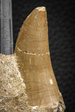 07844 - Rare 1.78 Inch Mosasaurus hoffmanni Tooth on Matrix Late Cretaceous