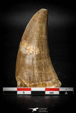 08136 - Top Rare 2.36 Inch Huge Tylosaurus sp (Mosasaur) Tooth Late Cretaceous