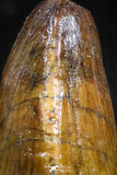 05056 - Top Rare 0.55 Inch Hamadasuchus rebouli Crocodile Tooth Cretaceous KemKem Beds