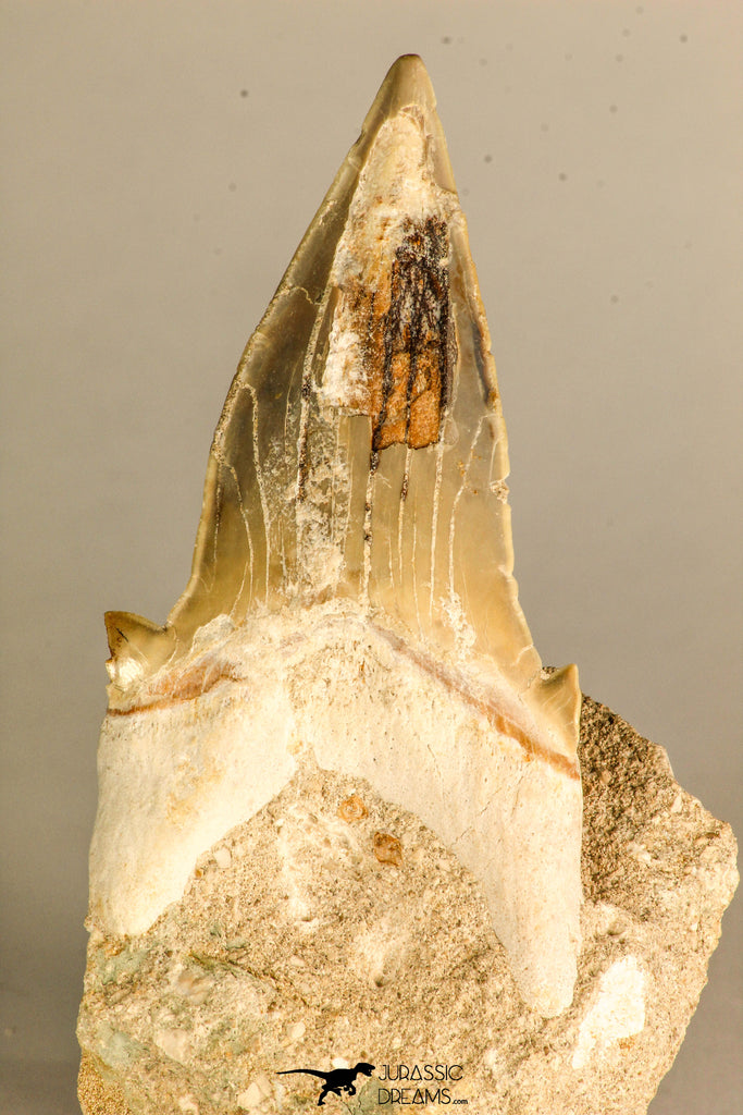 30768 - Top Huge 3.41 Inch Otodus obliquus Shark Tooth in Matrix Paleocene