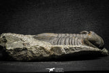 22050 - Top Rare Struveaspis bignoni Middle Devonian Trilobite