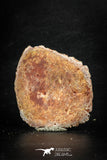 88306 - Top Beautiful 2.04 Inch Nice Cretaceous Crocodile Dermal Scute Bone KemKem