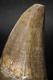 08136 - Top Rare 2.36 Inch Huge Tylosaurus sp (Mosasaur) Tooth Late Cretaceous