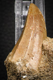 07844 - Rare 1.78 Inch Mosasaurus hoffmanni Tooth on Matrix Late Cretaceous