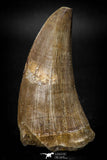 08136 - Top Rare 2.36 Inch Huge Tylosaurus sp (Mosasaur) Tooth Late Cretaceous